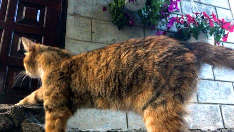 el gato rojo camina al aire libre.