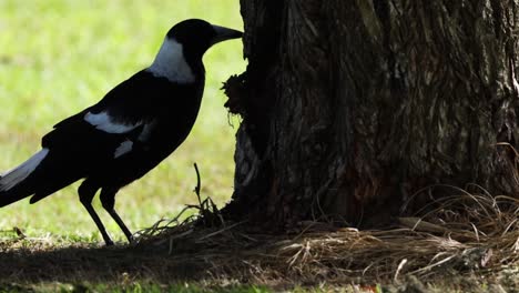 a magpie moves around a tree trunk, casting shadows on the grass below.