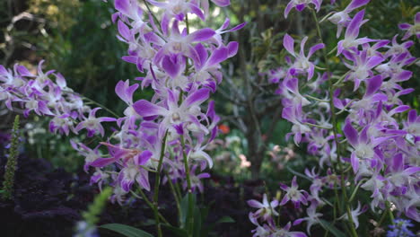 orquídeas en jardines junto a la bahía en singapur
