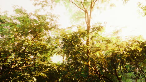 sunbeams pour through trees in misty forest