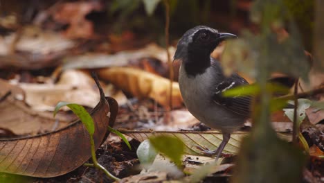 black-faced antbird hunts swiftly across leaf litter, hopping and picking off ants in peru’s amazon rainforest floor.