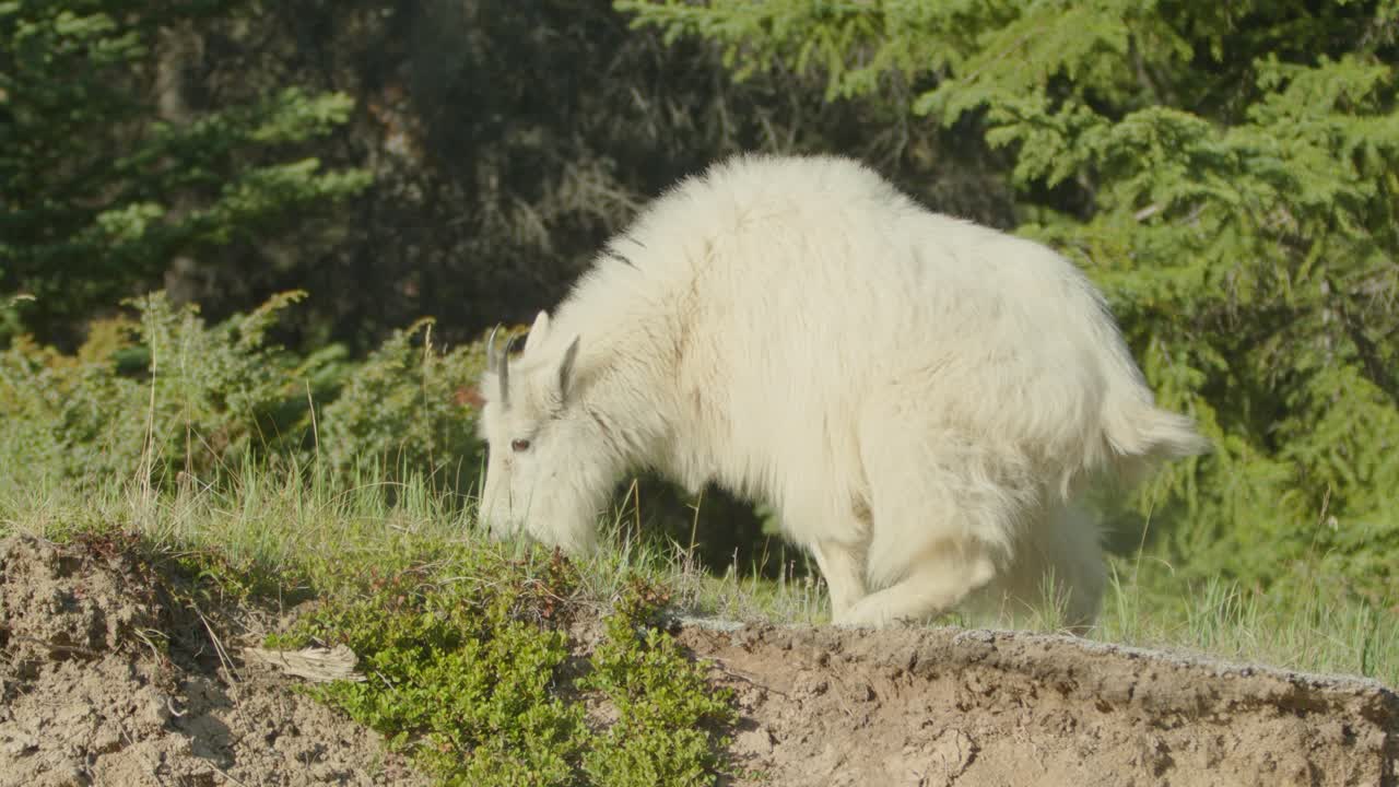Mountain goat peeing whilst grazing in rocky mountains.