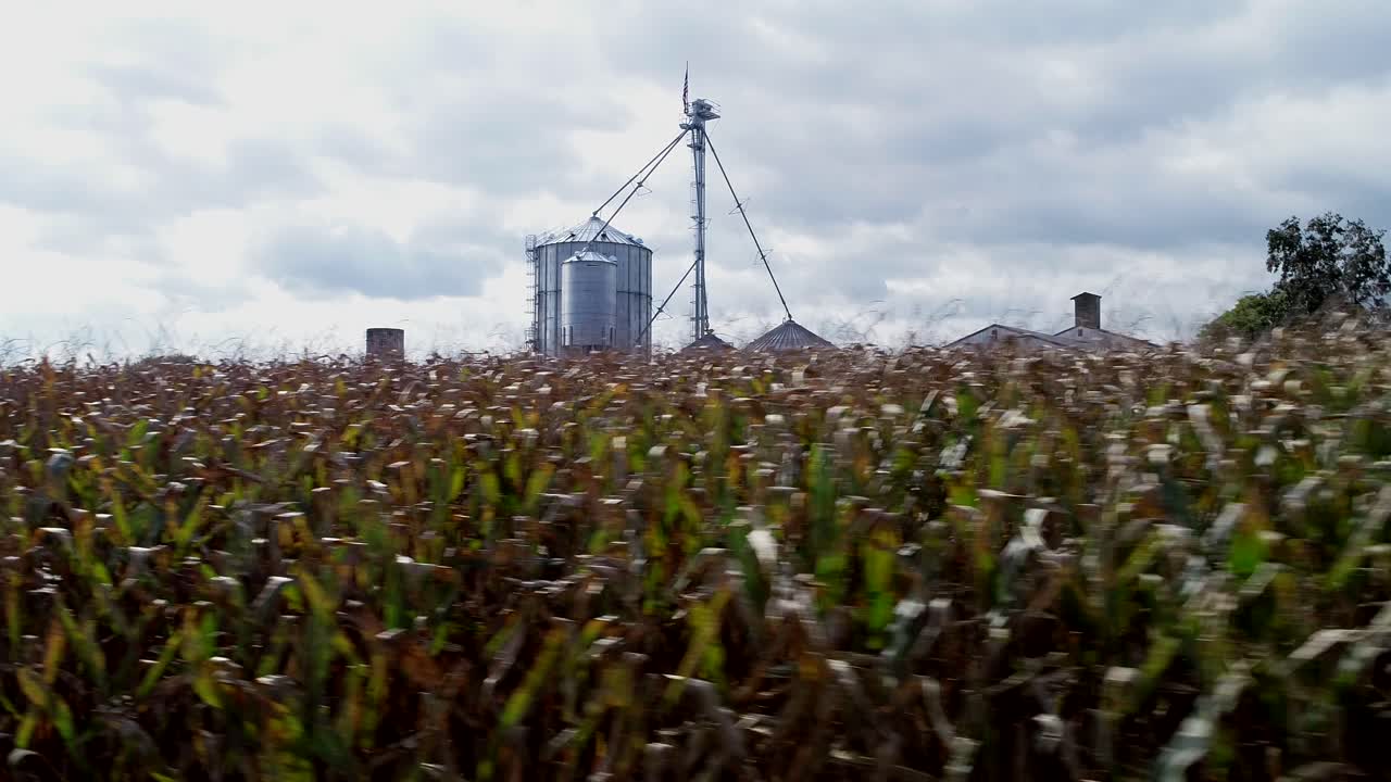 Cornfield with Silos