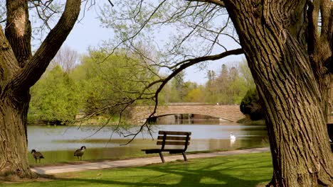 swan and geese enjoy the park, with bridge in the background