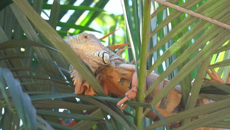 Large-male-green-iguana-bobbing-its-head-sitting-on-a-palm-tree