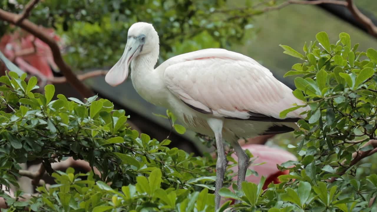 perca de espátula en la parte superior del árbol