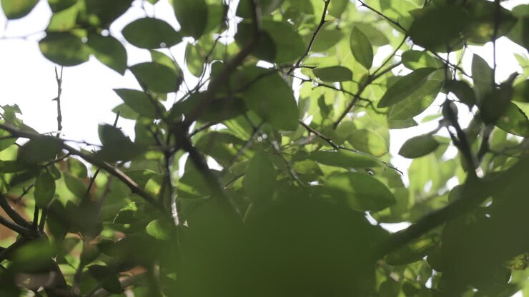 Filmato al rallentatore di goccioline d'acqua che cadono attraverso le foglie di un albero con messa a fuoco selettiva.