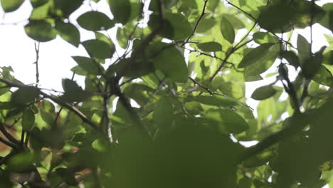 Slow-motion-footage-of-water-droplets-falling-through-the-leaves-of-a-tree-with-a-rack-focus