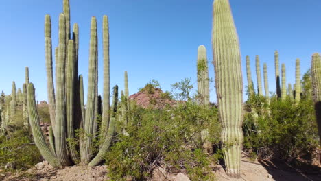 paisaje botánico del desierto con los icónicos cactus saguaro: fondo: estático, inmóvil