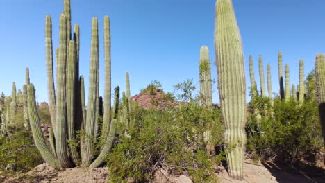 desert botanical landscape with iconic saguaro cacti : background : static, motionless