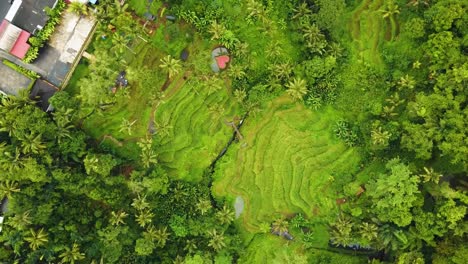 Beautiful-cinematic-Ubud,-Bali-drone-footage-with-exotic-rice-terrace,-small-farms-and-foggy-agroforestry-plantation