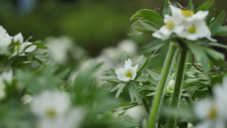 close-up of white flowers