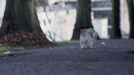 Eichhörnchen-Steht-Mitten-Auf-Einem-Betonweg-Im-Park-Und-Steht-Auf-Seinen-Hinterbeinen