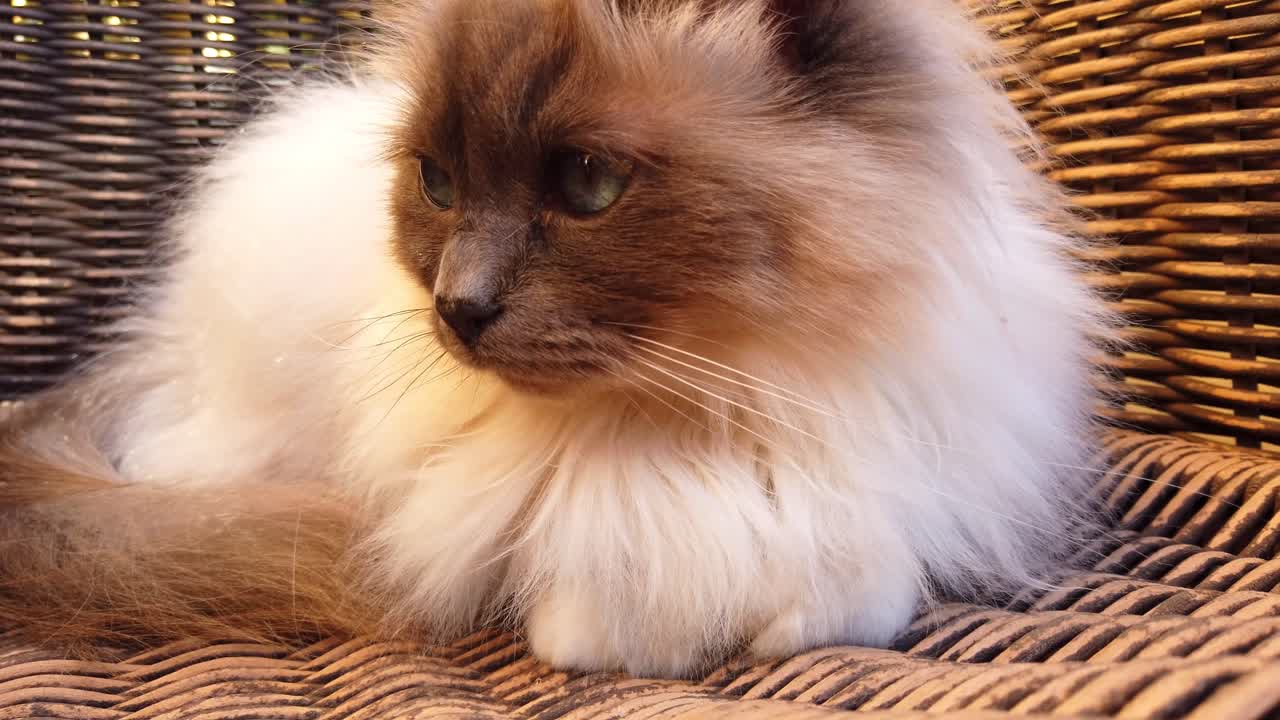 grazioso gatto dagli occhi azzurri sdraiato su una sedia da giardino, un simpatico gatto con la pelliccia bianca e grigia, così soffice e amichevole