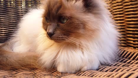 pretty blue eyes cat laying on a garden chair, a cute cat with white and grey fur, so fluffy and friendly