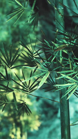 primer plano de las hojas verdes de bambú