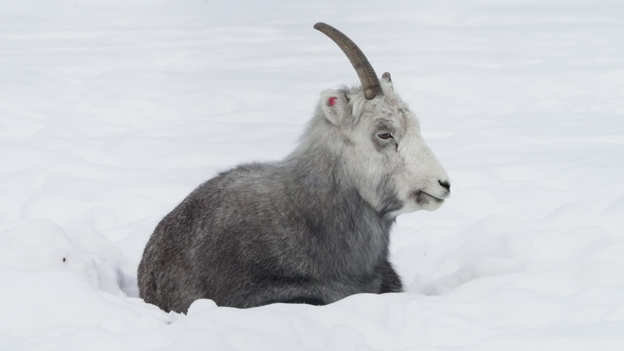 캐나다 유콘 의 눈 인  에서 휴식 하는 달 양 이나 틴호른 양 - 근접 사진