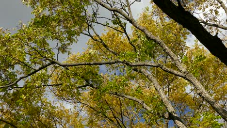 ramas largas de árboles en bosques caducifolios con varios pájaros volando alrededor en otoño