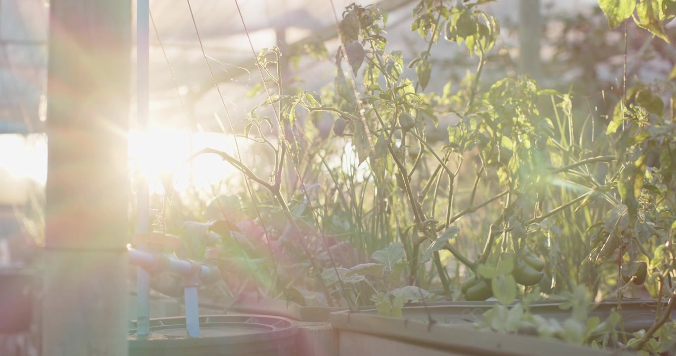 Zonlicht van links zorgt voor tegenlicht bij tomatenplanten in een kas, de planten wiegen en het fruit rijpt.