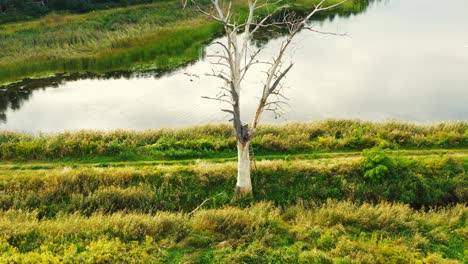 The-trunk-of-a-tall,-dry-old-and-dead-tree,-shot-with-the-camera-from-the-down-to-up