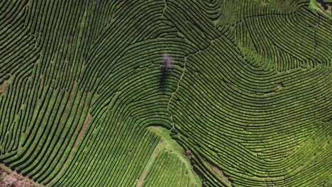 vista aérea de una exuberante plantación de té