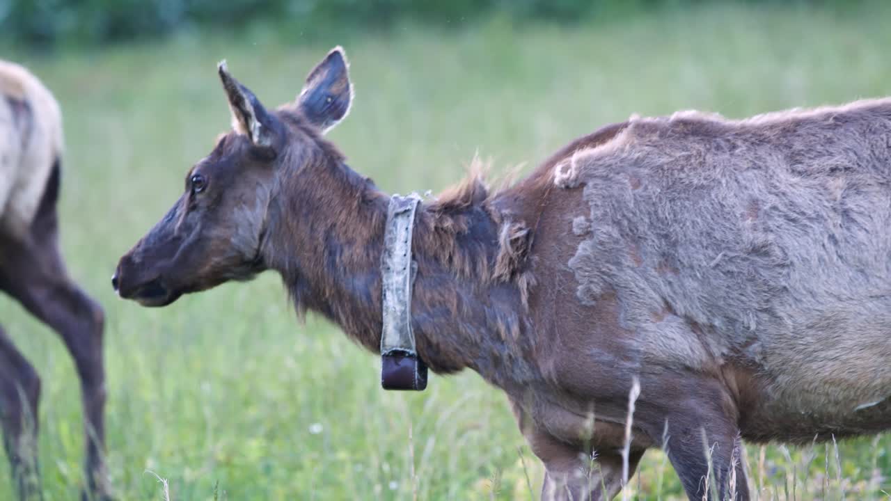 grupo de alces comiendo en el valle cataloochee, carolina del norte