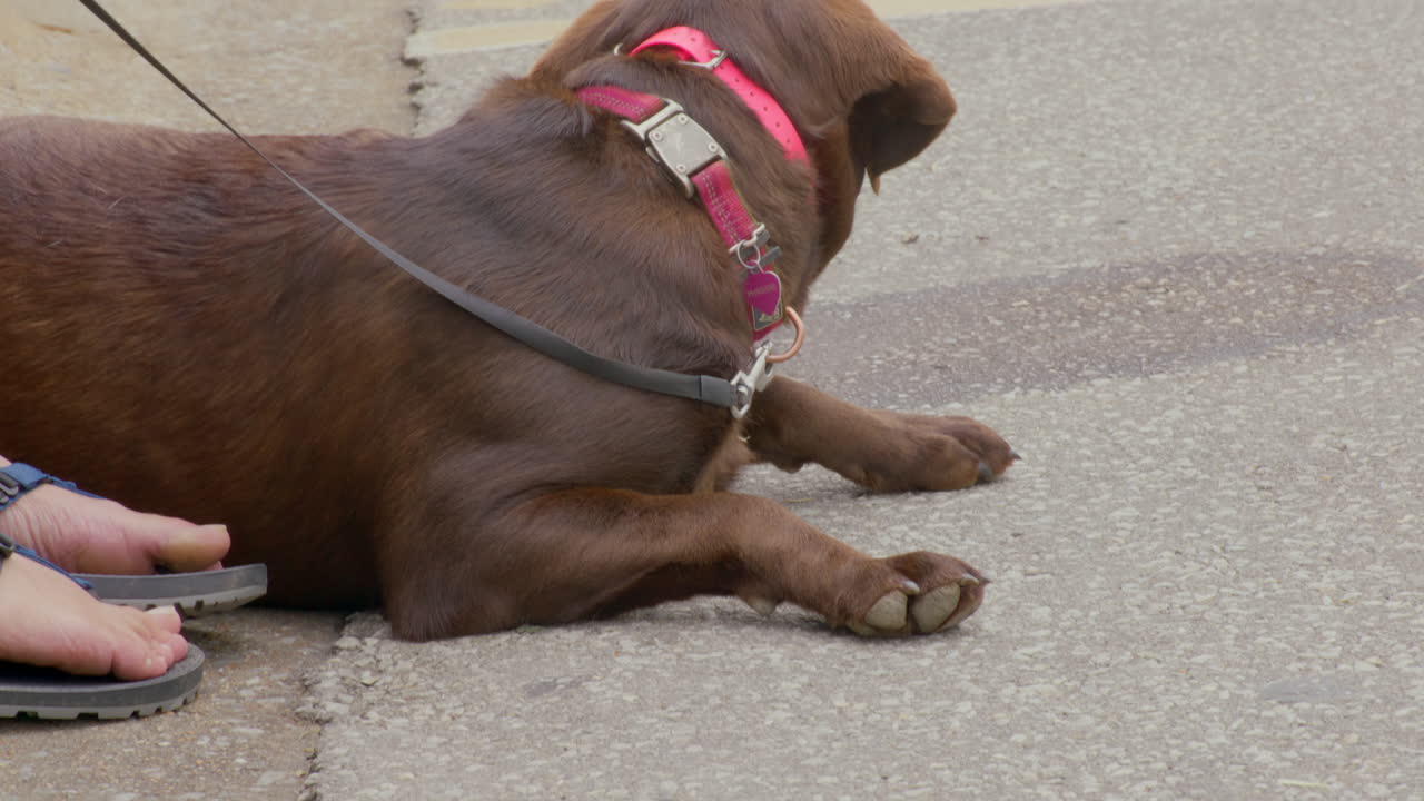 アーカンソー州サイロアムスプリングス中心街のドッグウッドフェスティバルで地面にいるリラックスした犬