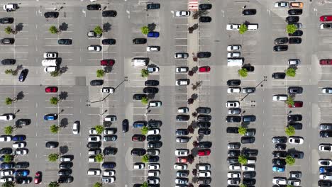 un estacionamiento ocupado con filas de coches y pequeños árboles verdes en un día soleado, vista aérea