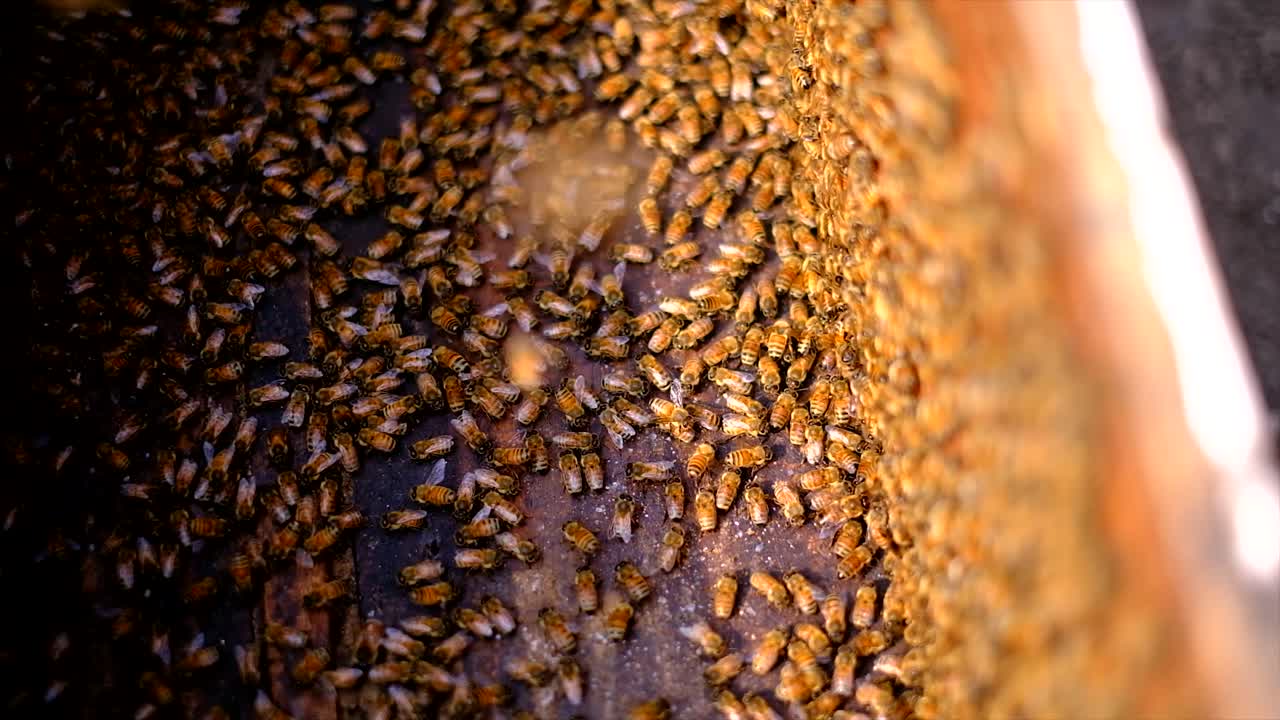 Frames of a beehive, Beekeeper harvesting honey, Bees produce fresh, healthy, honey, Beekeeping concept
