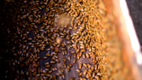 marcos de una colmena, apicultor cosechando miel, las abejas producen miel fresca, saludable, concepto de apicultura