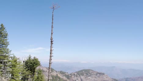 un pino muerto solitario contra el telón de fondo de la montaña