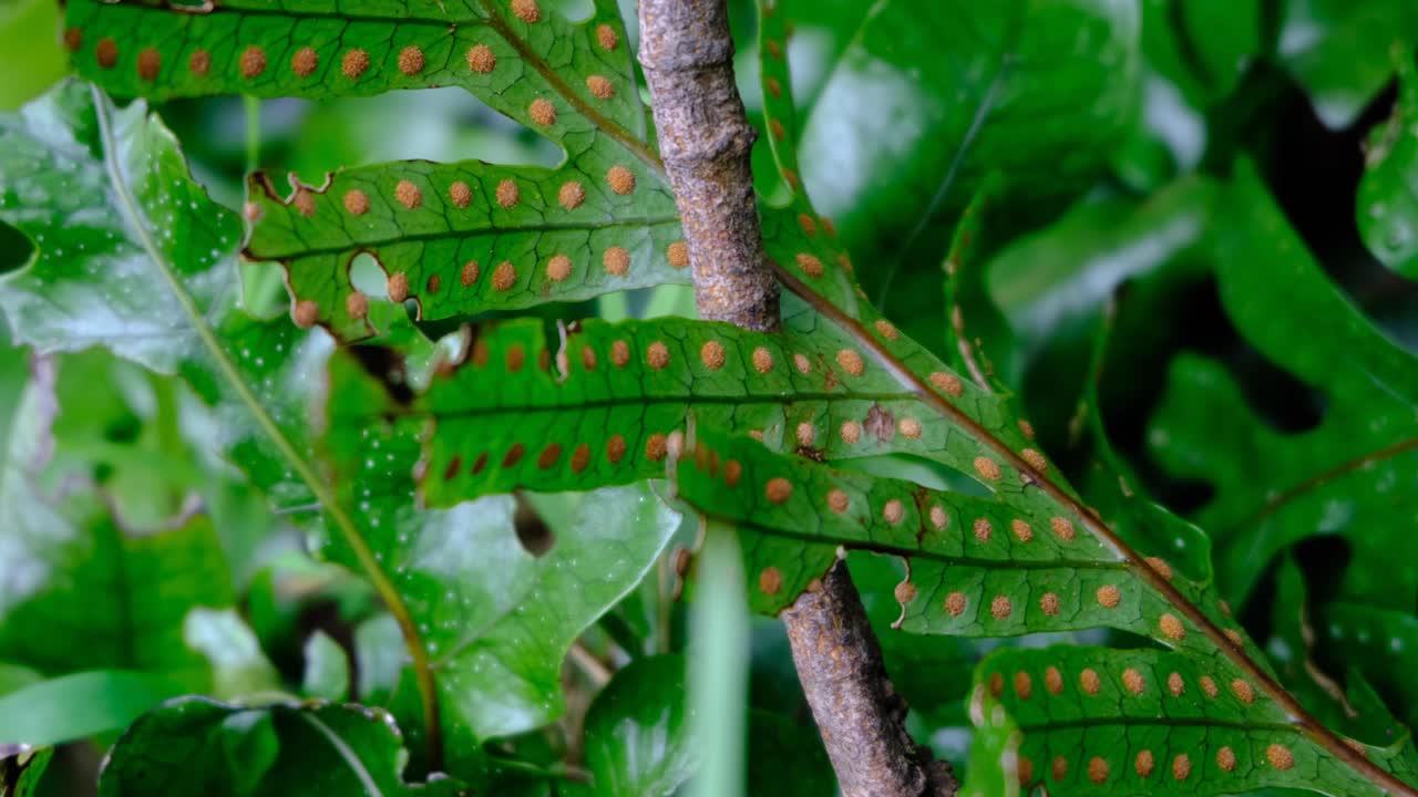 Hound's tongue fern with orange bulges spots on underside of frond in outdoor forest environment of New Zealand Aotearoa