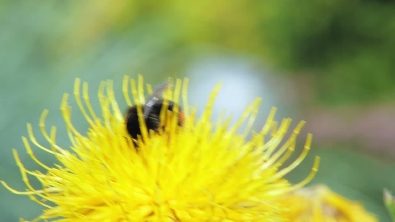 Et makronærbilde av en humle på en gul blomst på jakt etter mat.
