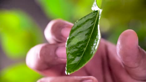 Hand-Grab-Kaffir-Lime-Leaf,-Close-Up