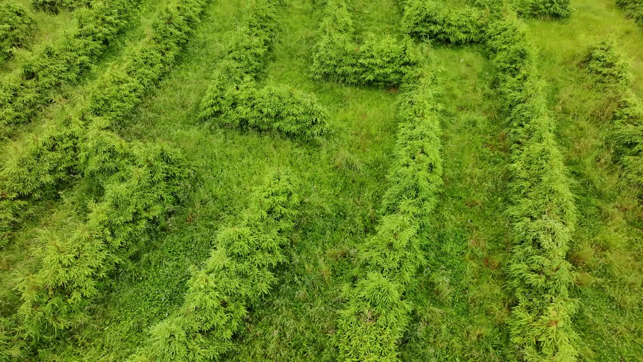 Aerial Flight Over Hemp Field Maze Used As Symbol For Climate Change Solutions