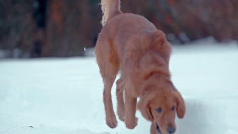 golden retriever shaking in the snow running around