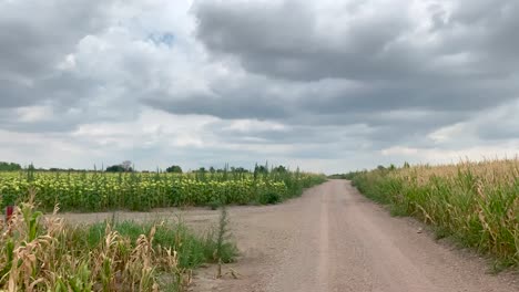 Día-Soleado-En-Los-Campos-De-Maíz-Con-Turbinas-Eólicas-Girando-En-El-Fondo