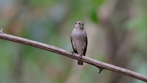 El-Papamoscas-Marrón-Asiático-Es-Un-Pequeño-Pájaro-Paseriforme-Que-Se-Reproduce-En-Japón,-Himalaya-Y-Siberia