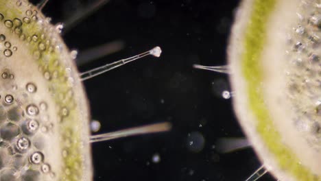 pelargonium geranio micrótomo de sección transversal de tallo peludo bajo el microscopio de campo oscuro