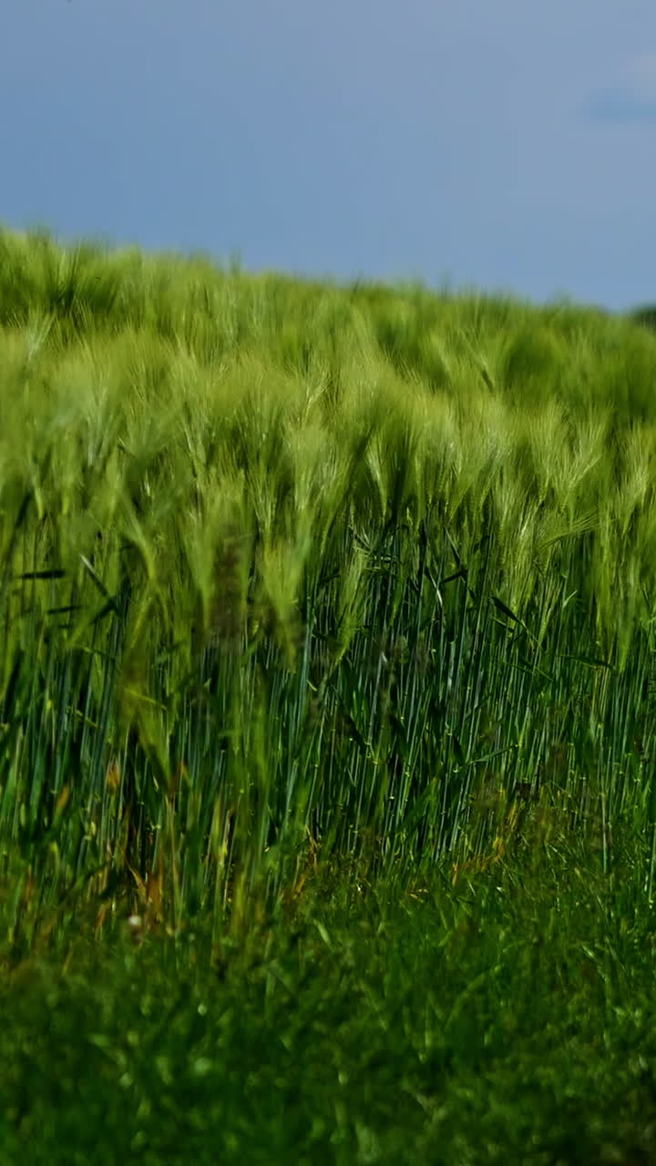 Footpath in the field. Green spikelets swaying in wind in the countryside. Beautiful organic plants growing on field. Natural environment. Close-up. Vertical video