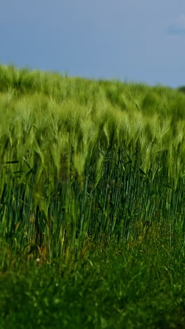 footpath in the field. green spikelets swaying in wind in the countryside. beautiful organic plants growing on field. natural environment. close-up. vertical video