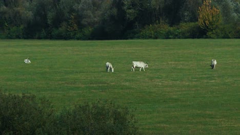 white cows grazing on a vast green pasture with trees in the background