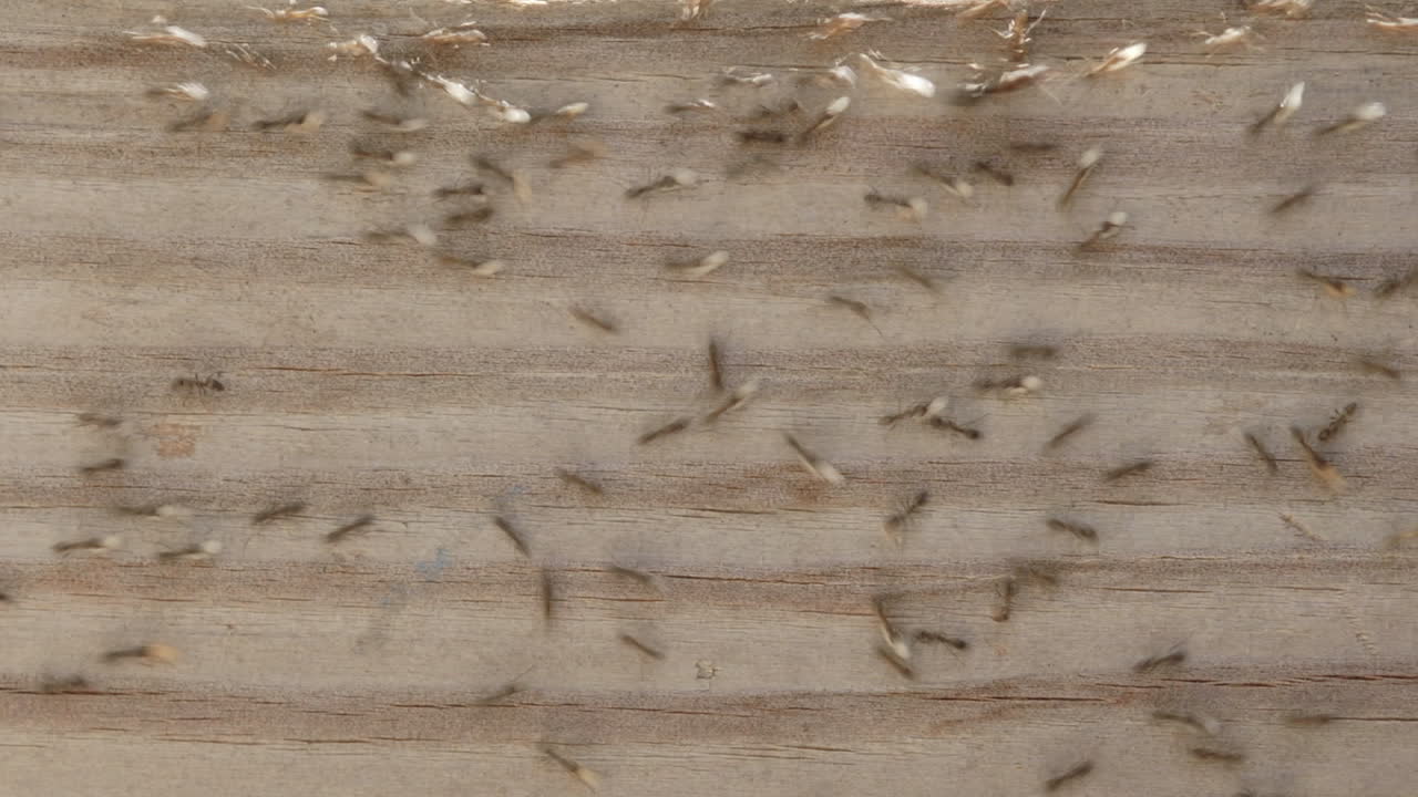 lapso de tiempo de hormigas cargando huevos de su nido en oak view california