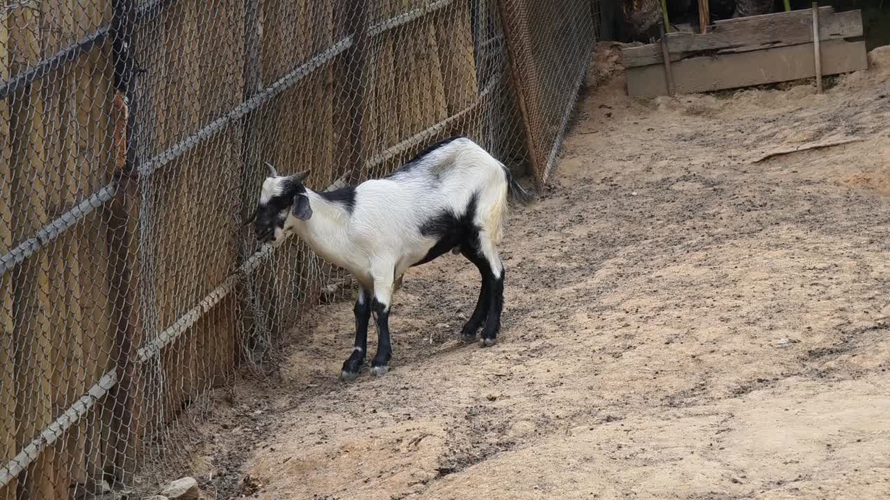 울타리 뒤에 염소