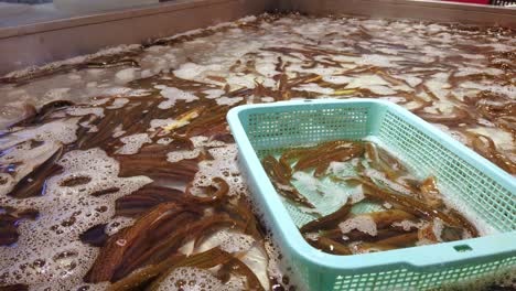 live seafood fish in water tanks display on the indoor fish market and supermarket, china