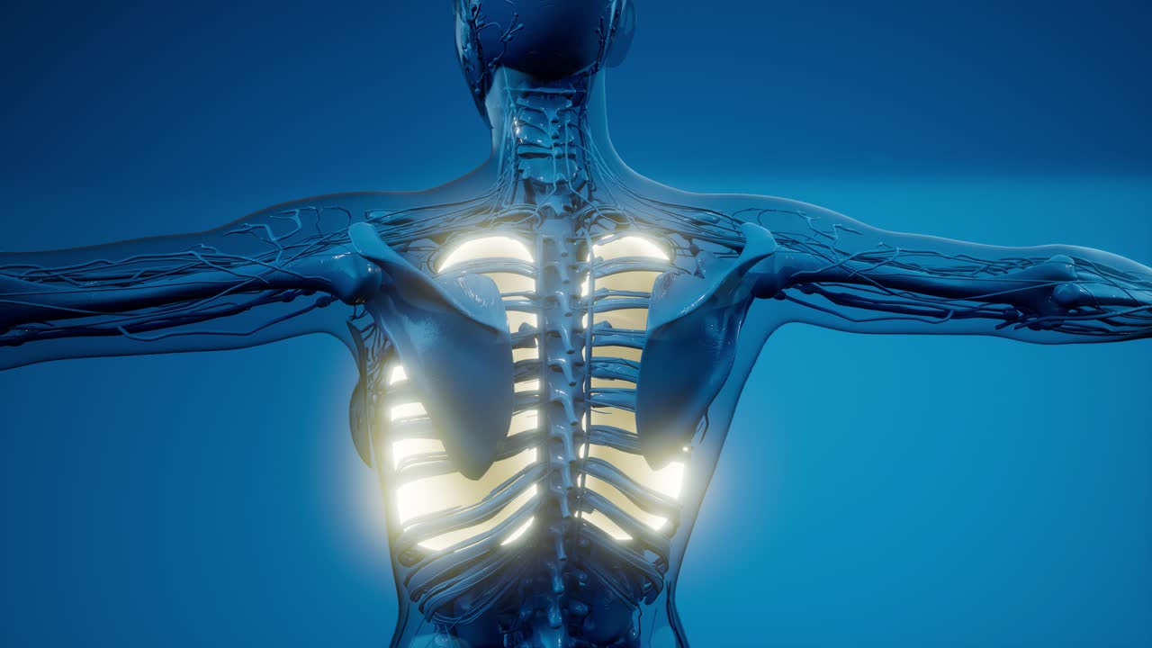scansione anatomica scientifica dei polmoni umani