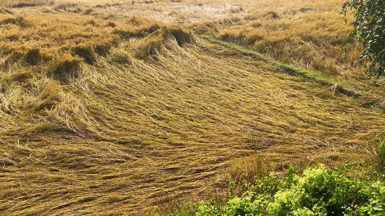 Kraftig vindstorm beskadigede modne rismarker