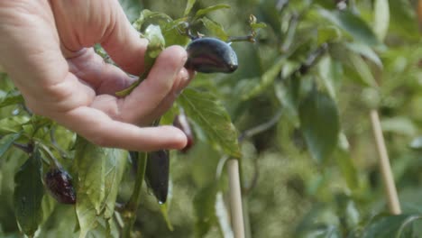 control manual de un chile que crece en el jardín con gotas de agua en cámara lenta