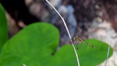 small tropical dragonfly actively hunting flight return on a branch