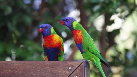 dos lorikeets coloridos se unen durante 20 segundos